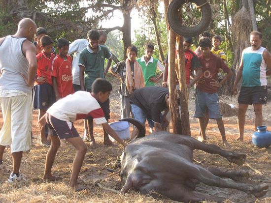 der Bulle ist einfach umgefallen, sehr zum Schrecken der Einheimischen. Illegale Stierkaempfe bringen hier einen satten Nebenverdienst durch Wetten mit sich.