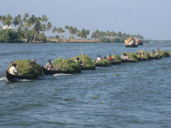 Grasbootkolone, die ziemlich schnell an uns vorbeigezogen wurde