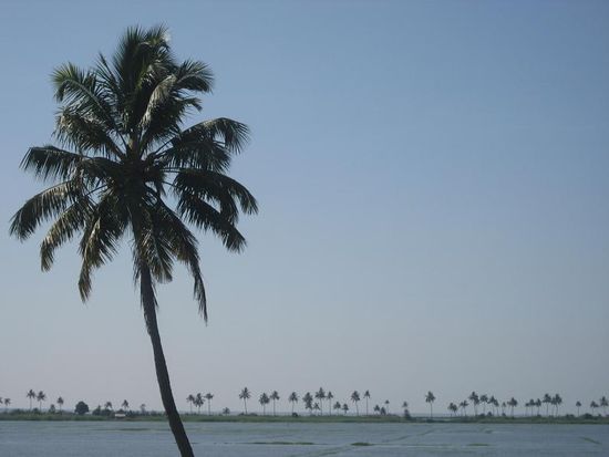 Backwaters live, einfach traumhaft....das muss man erlebt haben...rund um die zahlreichen Kanaele kann man eine atemberaubende Landschaft geniessen. Mit etwas Glueck segelt ein Adler ueber deinem Kopf, hockt ein bunter Kingfisher auf einer der Stromleitungen oder ein Komoran trocknet seine Fluegel auf einer der Holzpfosten die aus dem Wasser ragen.