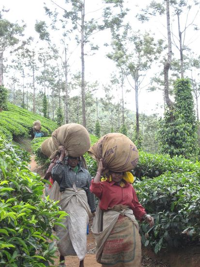 fleissige Frauen, deren Arbeit sicher weniger aufregend ist...zumindest hat eine spezielle Schere vor kurzem das haendische pfluecken abgeloest...