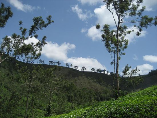 viele Abschnitte in und rund um Kumily sind der grossflaechigen Teeproduktion zum Opfer gefallen...wobei der Ausblick durchaus was fuer sich hat....