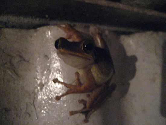 ein seltener fliegender Frosch hat mich beim duschen ueberrascht