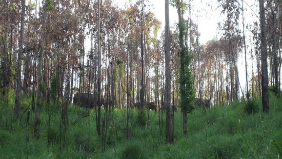 hinter den dichten Baumzeugs kann man eine Herde wilder Elefanten entdecken...