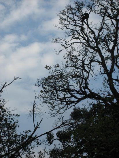 Mit ein wenig Fantasie kann man einen Affen auf dem Bild entdecken.