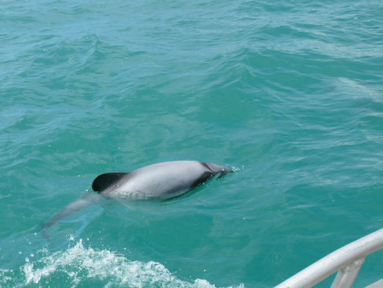 Jetzt aber!!! Ein Hector-Delfin, einer der kleinsten Sorten der Welt (also immer noch fast so gross wie Insa)