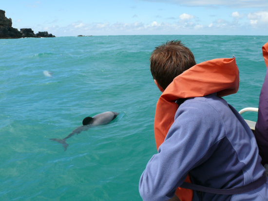 Diese Delfinart gibt es nur in Neuseeland