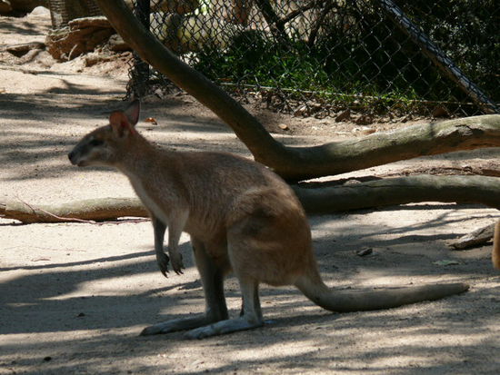 ein kleines Wallaby - kein Kaenguruh!