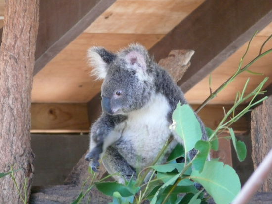 ein kleines Koalatierchen