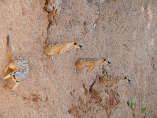 Meerkatzen!
