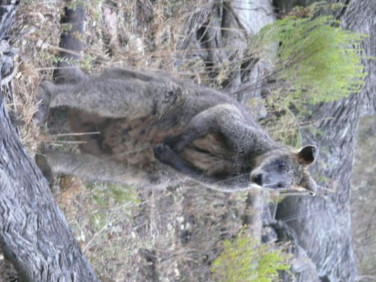 Sean Paul, das zutrauliche Wallaby