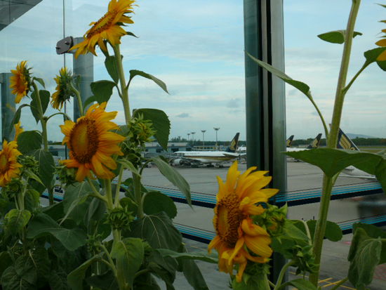 Sonnenblumengarten in Singapur
