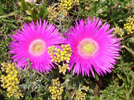 Bluemchen am Wegesrand rund um den Tafelberg.