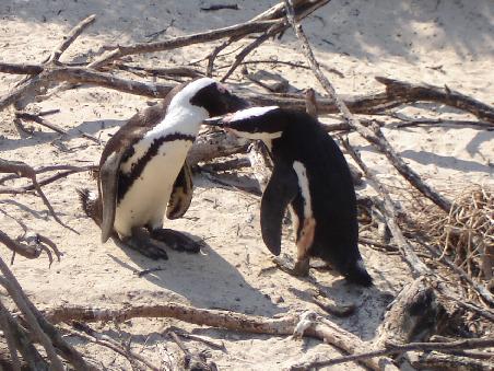 Das sind Pinguine- am Strand von Simons Town.