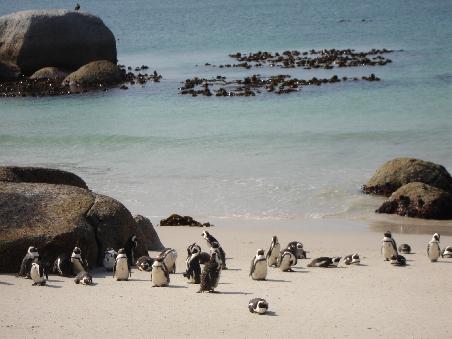 Echte Pinguine