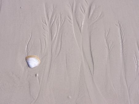 ...hier gibts noch viel schoenere Muscheln...