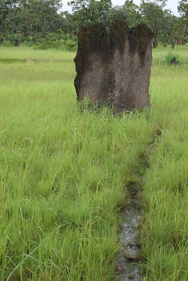 Magnetic Termite Mound