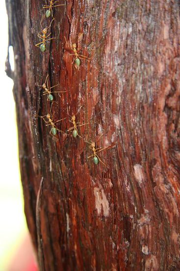 Green Ants (gruene Ameisen)