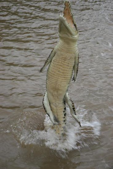 Jumping Croc