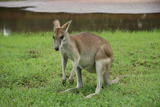 Wallabi