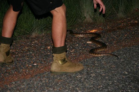 Jack und die Schlange