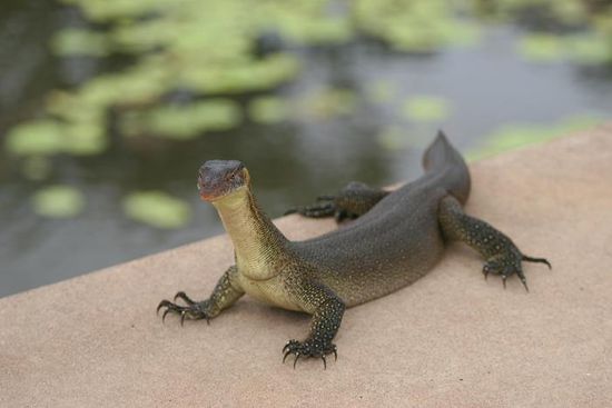 eine im Wasserlebende Echse (Merten's Water irgendwas)