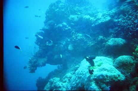 Great Barrier Reef - Norman Reef - Toppos