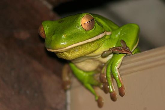 Whitelipped Treefrog