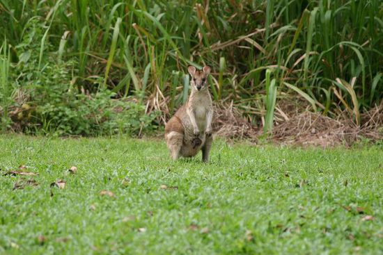 Wallabie Mummy mit Baby