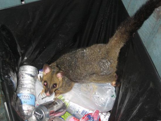 Opossum auf Futtersuche im Muelleimer