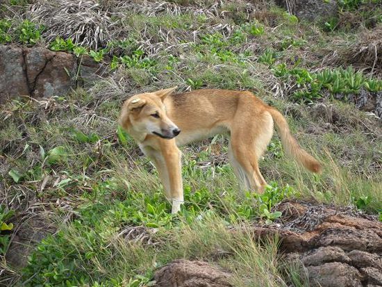 Dingo