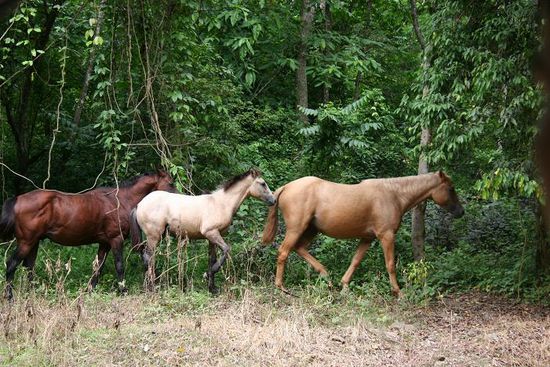 Pferde im Regenwald