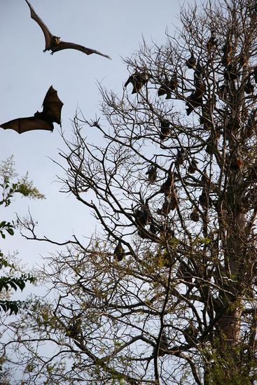 hunderte Fruitbats auf einem Baum im Botanic Garden