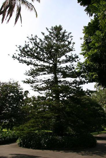 Wish tree im Botanic Garden