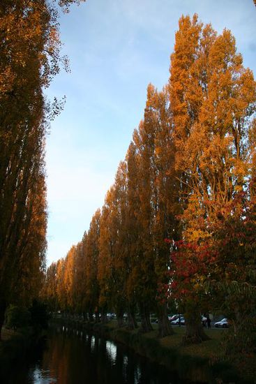 Baumallee am Fluss in Christchurch