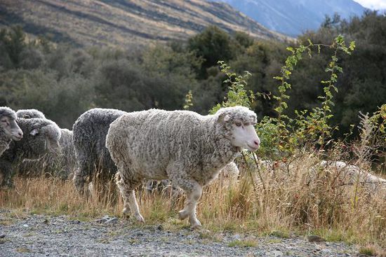 eine Schafherde quert die Strasse