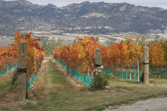 Weinberge nahe Cromwell