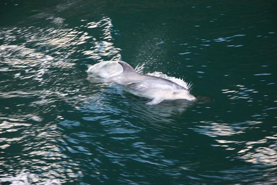 Delphine begleiten das Boot