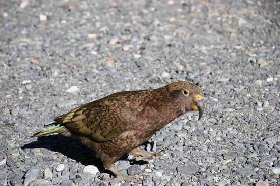 frecher Kea am Homer Tunnel