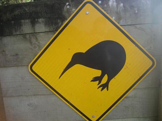 leider der einzige Kiwi den wir gesehen haben