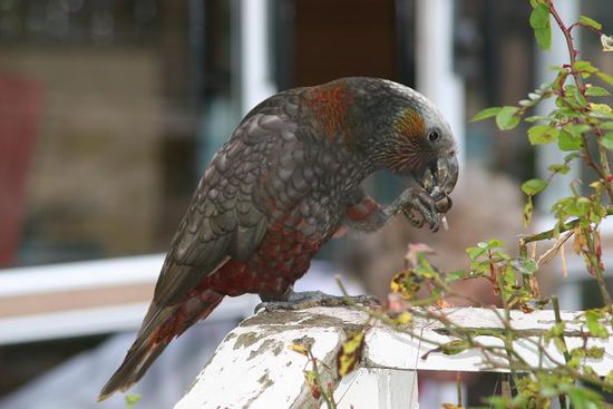 Kaka beim Koerner knacken