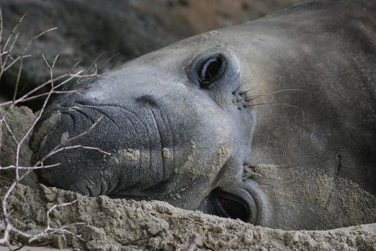 See-Elefant ... ist der nicht suess !!!