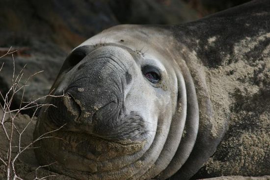 See-Elefant ... jetzt haben wir ihn aufgeweckt