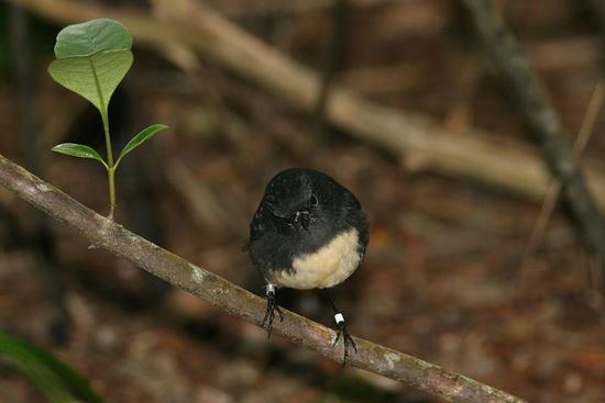 neugieriger Stewart Island Robin