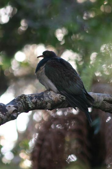 Wood pigoen - Waldtaube