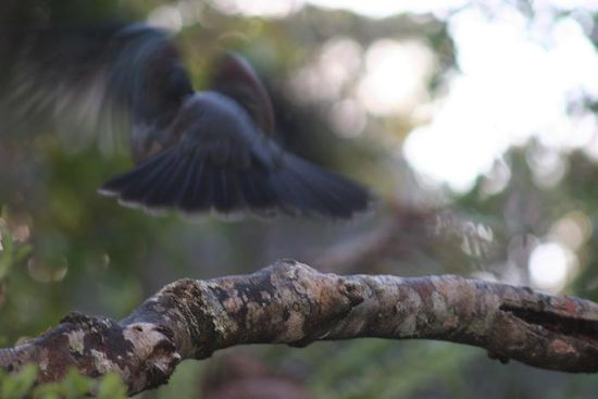 Spread your wings !!!