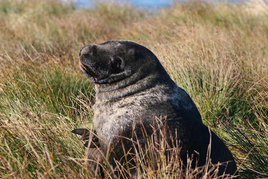 Seeloewe am Waipapa Point
