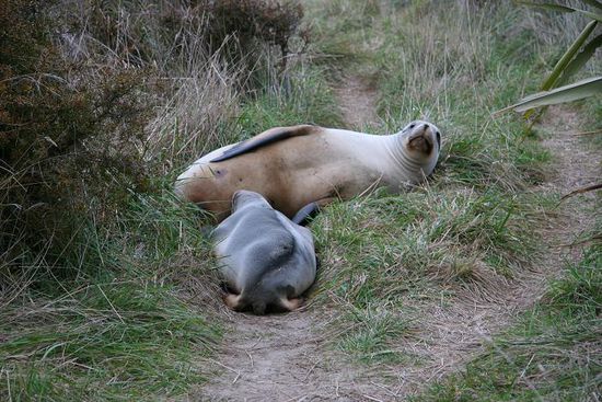 Seeloewin fuettert ihr Baby