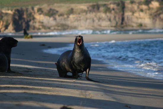 Seeloewe am Surat Bay