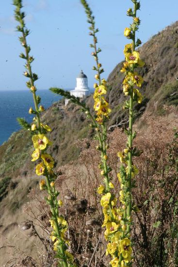 Leuchtturm am Nugget Point