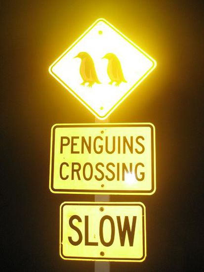 Achtung Little Blue Pinguins auf der Strasse
